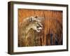 Prairie Marauder-Gordon Semmens-Framed Giclee Print