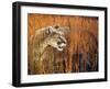 Prairie Marauder-Gordon Semmens-Framed Giclee Print