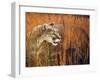 Prairie Marauder-Gordon Semmens-Framed Giclee Print