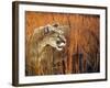Prairie Marauder-Gordon Semmens-Framed Giclee Print