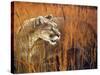 Prairie Marauder-Gordon Semmens-Stretched Canvas