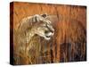 Prairie Marauder-Gordon Semmens-Stretched Canvas