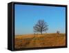 Prairie Oak-R_T_S-Framed Stretched Canvas