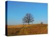 Prairie Oak-R_T_S-Stretched Canvas