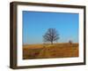 Prairie Oak-R_T_S-Framed Photographic Print