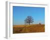 Prairie Oak-R_T_S-Framed Photographic Print