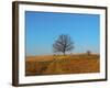 Prairie Oak-R_T_S-Framed Photographic Print