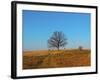 Prairie Oak-R_T_S-Framed Photographic Print