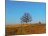 Prairie Oak-R_T_S-Mounted Photographic Print