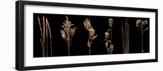 Prairie Plant Life-Steve Gadomski-Framed Photographic Print