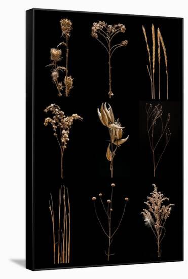 Prairie Plant Still Life-Steve Gadomski-Framed Stretched Canvas