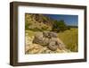 Prairie Rattlesnake (Crotalus viridis) sunbathing, Bozeman, Montana, USA-Phil Savoie-Framed Photographic Print