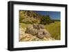 Prairie Rattlesnake (Crotalus viridis) sunbathing, Bozeman, Montana, USA-Phil Savoie-Framed Photographic Print