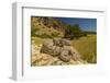 Prairie Rattlesnake (Crotalus viridis) sunbathing, Bozeman, Montana, USA-Phil Savoie-Framed Photographic Print