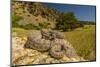 Prairie Rattlesnake (Crotalus viridis) sunbathing, Bozeman, Montana, USA-Phil Savoie-Mounted Photographic Print