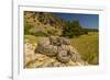 Prairie Rattlesnake (Crotalus viridis) sunbathing, Bozeman, Montana, USA-Phil Savoie-Framed Photographic Print