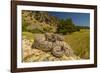 Prairie Rattlesnake (Crotalus viridis) sunbathing, Bozeman, Montana, USA-Phil Savoie-Framed Photographic Print