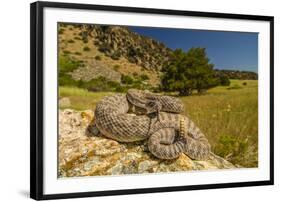 Prairie Rattlesnake (Crotalus viridis) sunbathing, Bozeman, Montana, USA-Phil Savoie-Framed Photographic Print