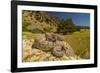 Prairie Rattlesnake (Crotalus viridis) sunbathing, Bozeman, Montana, USA-Phil Savoie-Framed Photographic Print