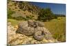 Prairie Rattlesnake (Crotalus viridis) sunbathing, Bozeman, Montana, USA-Phil Savoie-Mounted Photographic Print