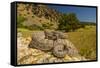 Prairie Rattlesnake (Crotalus viridis) sunbathing, Bozeman, Montana, USA-Phil Savoie-Framed Stretched Canvas