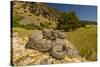 Prairie Rattlesnake (Crotalus viridis) sunbathing, Bozeman, Montana, USA-Phil Savoie-Stretched Canvas