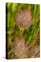 Prairie Smoke Wildflowers in Glacier National Park, Montana, USA-Chuck Haney-Stretched Canvas