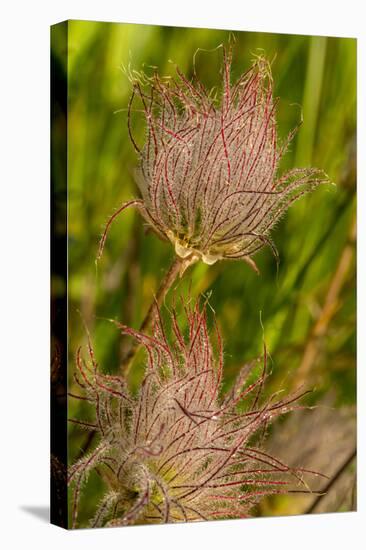 Prairie Smoke Wildflowers in Glacier National Park, Montana, USA-Chuck Haney-Stretched Canvas