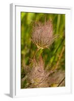 Prairie Smoke Wildflowers in Glacier National Park, Montana, USA-Chuck Haney-Framed Photographic Print