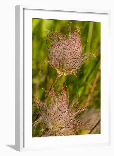 Prairie Smoke Wildflowers in Glacier National Park, Montana, USA-Chuck Haney-Framed Photographic Print