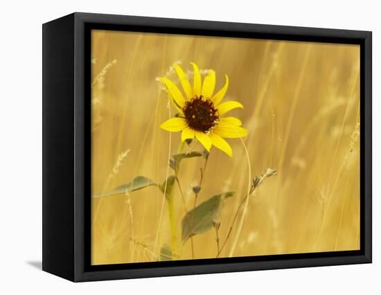 Prairie Sunflower at Palouse Falls State Park, Washington, USA-Chuck Haney-Framed Stretched Canvas