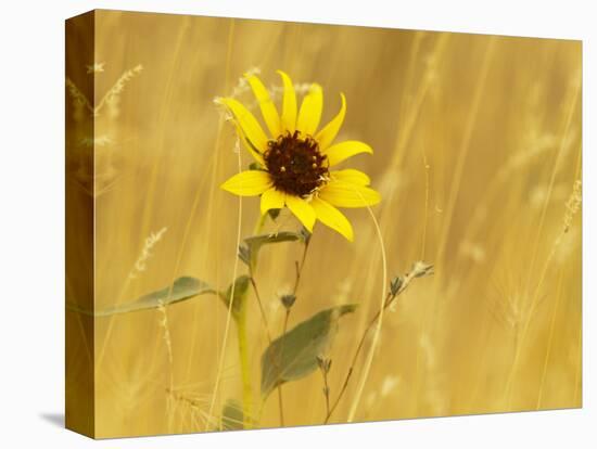 Prairie Sunflower at Palouse Falls State Park, Washington, USA-Chuck Haney-Stretched Canvas