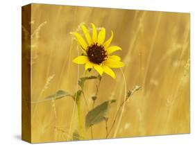 Prairie Sunflower at Palouse Falls State Park, Washington, USA-Chuck Haney-Stretched Canvas