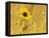 Prairie Sunflower at Palouse Falls State Park, Washington, USA-Chuck Haney-Framed Stretched Canvas