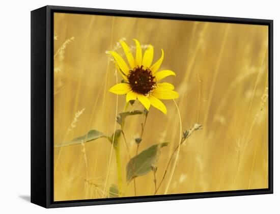 Prairie Sunflower at Palouse Falls State Park, Washington, USA-Chuck Haney-Framed Stretched Canvas
