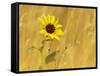 Prairie Sunflower at Palouse Falls State Park, Washington, USA-Chuck Haney-Framed Stretched Canvas