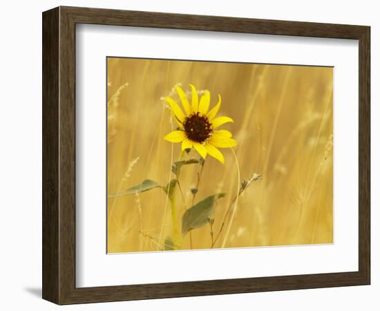 Prairie Sunflower at Palouse Falls State Park, Washington, USA-Chuck Haney-Framed Photographic Print