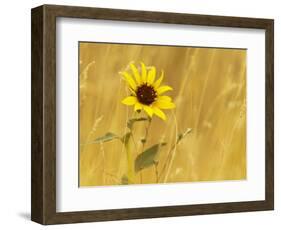 Prairie Sunflower at Palouse Falls State Park, Washington, USA-Chuck Haney-Framed Photographic Print