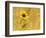 Prairie Sunflower at Palouse Falls State Park, Washington, USA-Chuck Haney-Framed Photographic Print