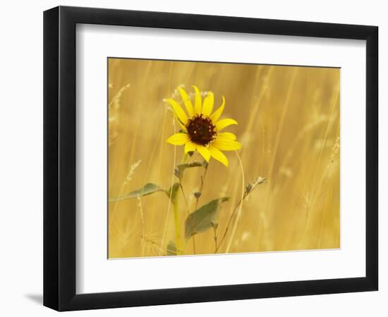 Prairie Sunflower at Palouse Falls State Park, Washington, USA-Chuck Haney-Framed Photographic Print