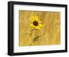 Prairie Sunflower at Palouse Falls State Park, Washington, USA-Chuck Haney-Framed Photographic Print