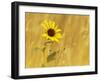 Prairie Sunflower at Palouse Falls State Park, Washington, USA-Chuck Haney-Framed Photographic Print