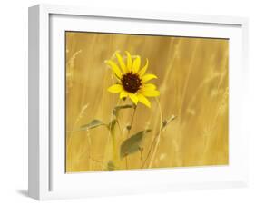 Prairie Sunflower at Palouse Falls State Park, Washington, USA-Chuck Haney-Framed Photographic Print