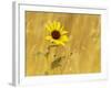 Prairie Sunflower at Palouse Falls State Park, Washington, USA-Chuck Haney-Framed Photographic Print