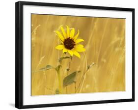 Prairie Sunflower at Palouse Falls State Park, Washington, USA-Chuck Haney-Framed Photographic Print