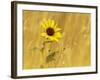 Prairie Sunflower at Palouse Falls State Park, Washington, USA-Chuck Haney-Framed Photographic Print