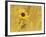 Prairie Sunflower at Palouse Falls State Park, Washington, USA-Chuck Haney-Framed Photographic Print