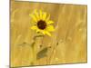 Prairie Sunflower at Palouse Falls State Park, Washington, USA-Chuck Haney-Mounted Photographic Print