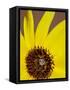 Prairie Sunflower (Helianthus Petiolaris), the Needles District, Canyonlands National Park, Utah-James Hager-Framed Stretched Canvas