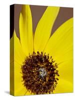 Prairie Sunflower (Helianthus Petiolaris), the Needles District, Canyonlands National Park, Utah-James Hager-Stretched Canvas